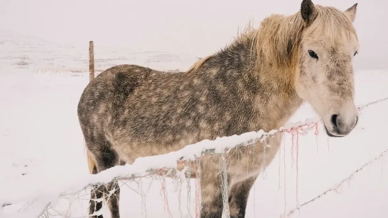Read these pony facts about this cute animal