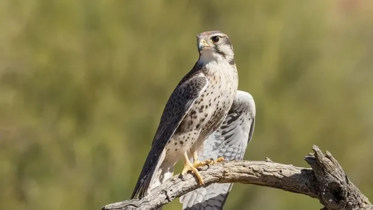 Read these prairie falcon facts about the aggressive and quick diving birds.
