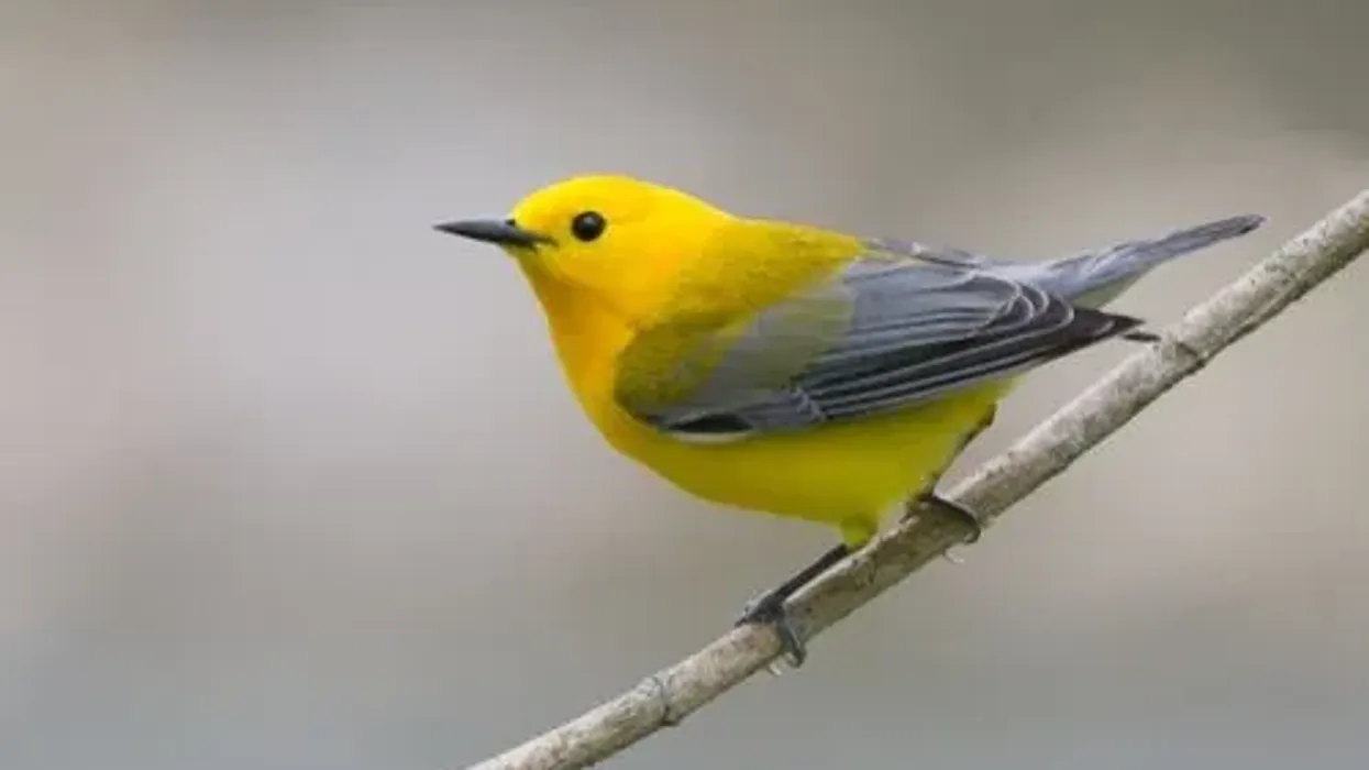 Read these prothonotary warbler facts and learn more about this beautiful yellow bird.