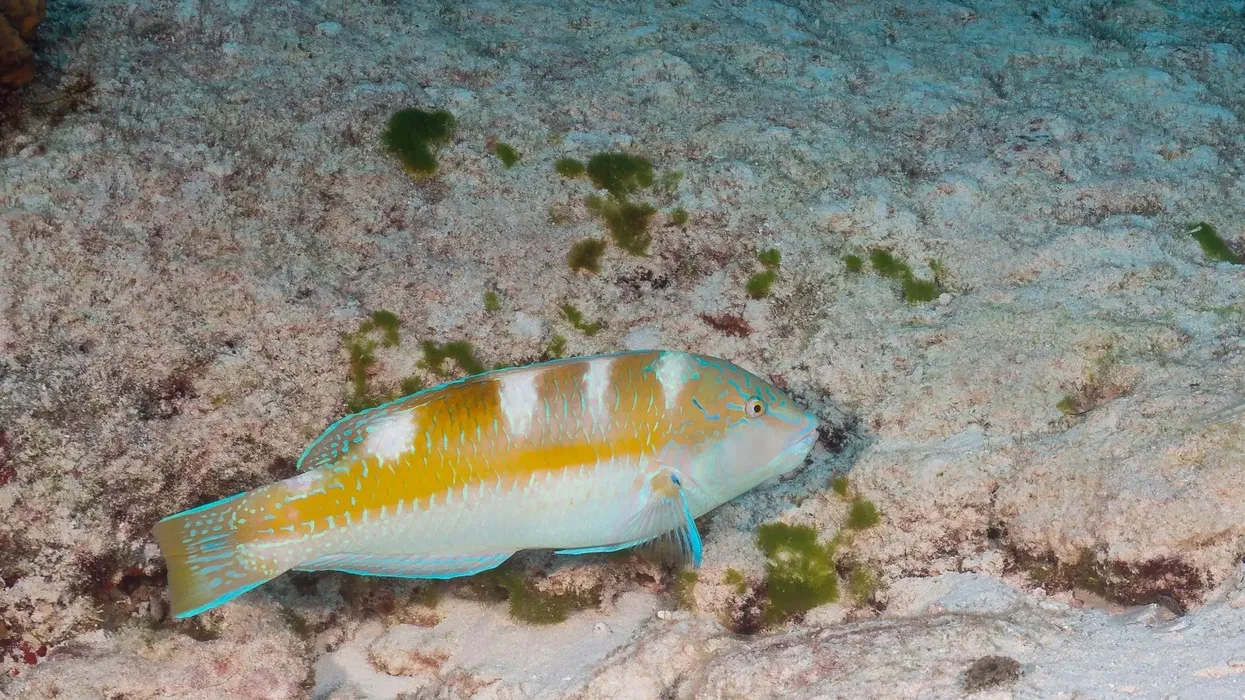 Read these puddingwife wrasse facts to learn more about the fish with a reef-safe aquatic environment.