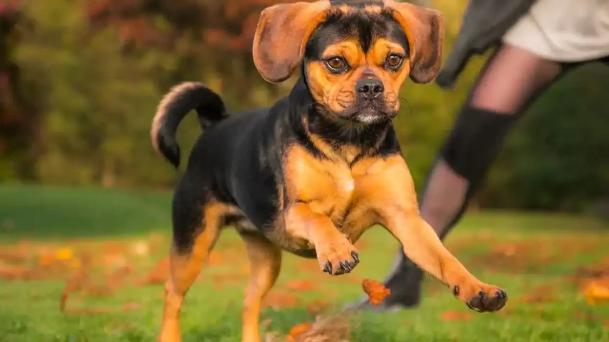 Read these Puggle facts to learn more about this adorable breed.