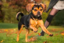 Read these Puggle facts to learn more about this adorable breed.