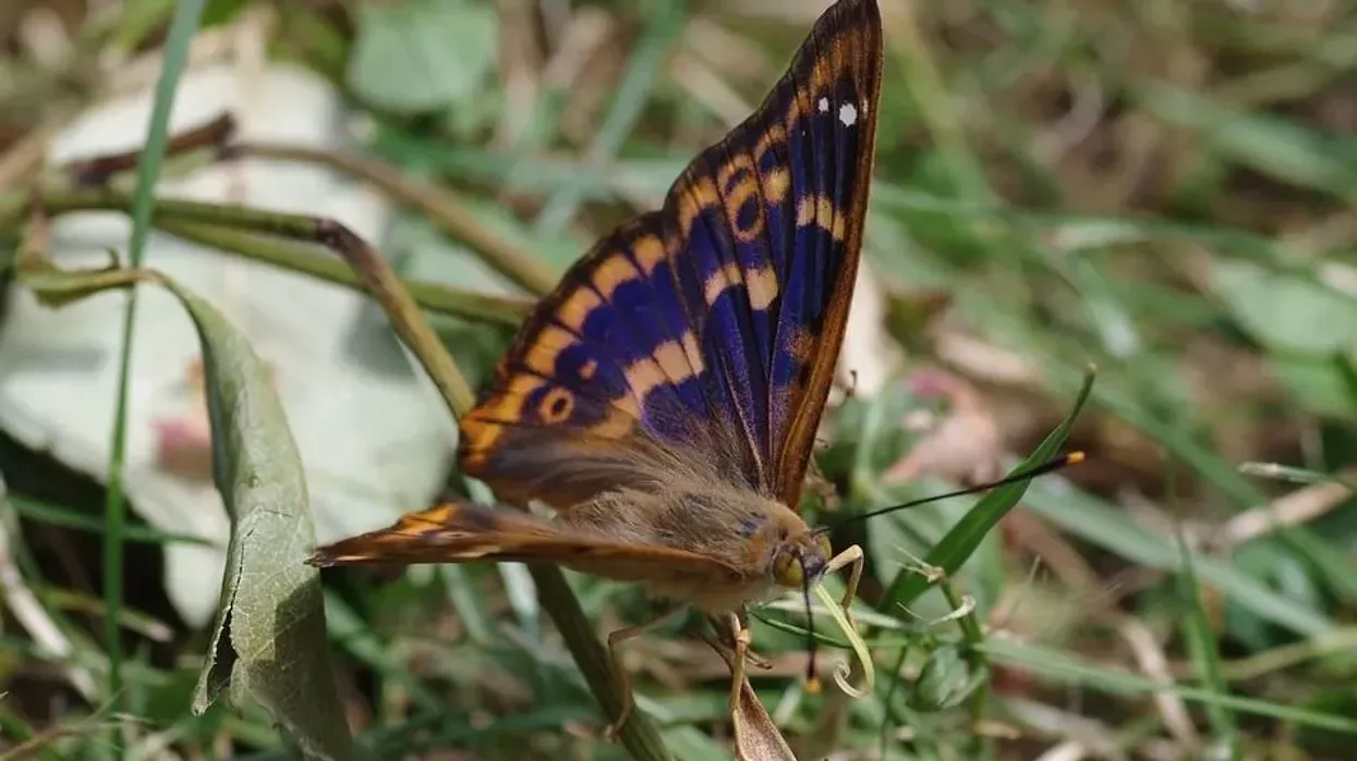 Read these purple emperor butterfly facts for more information on this beautiful anthropod and its life.