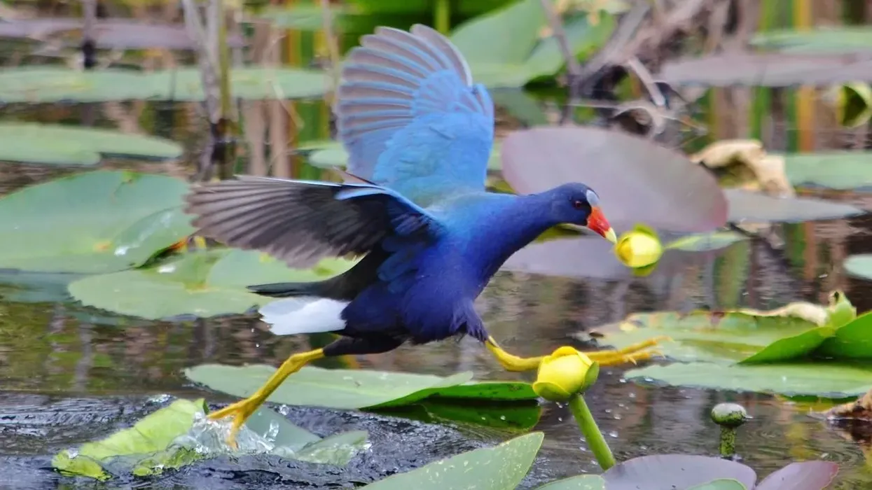 Read these purple gallinule facts about these North American birds.