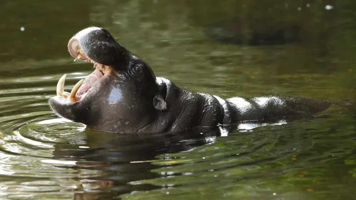 Read these pygmy hippopotamus facts to learn more about these fascinating mammals.