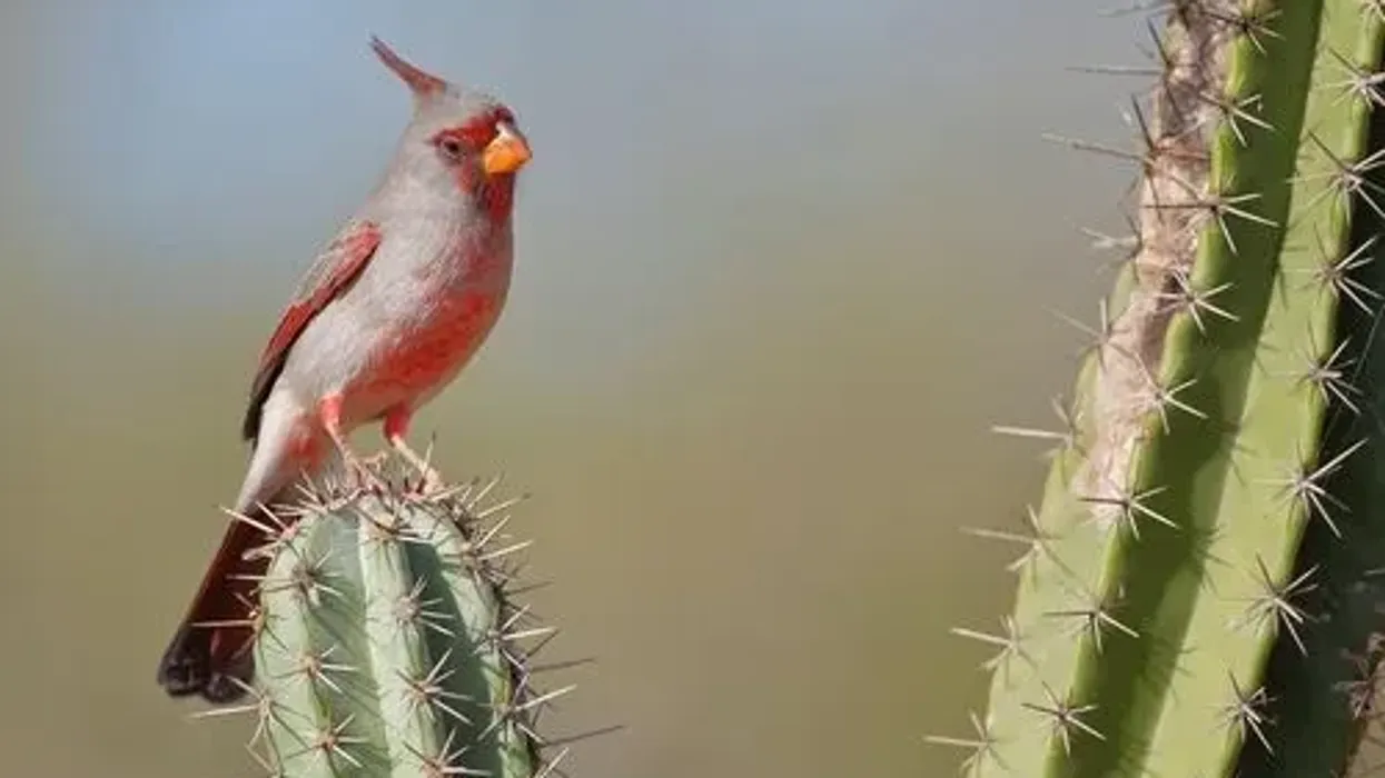 Read these pyrrhuloxia facts about this reddish bird with a hooked bill.