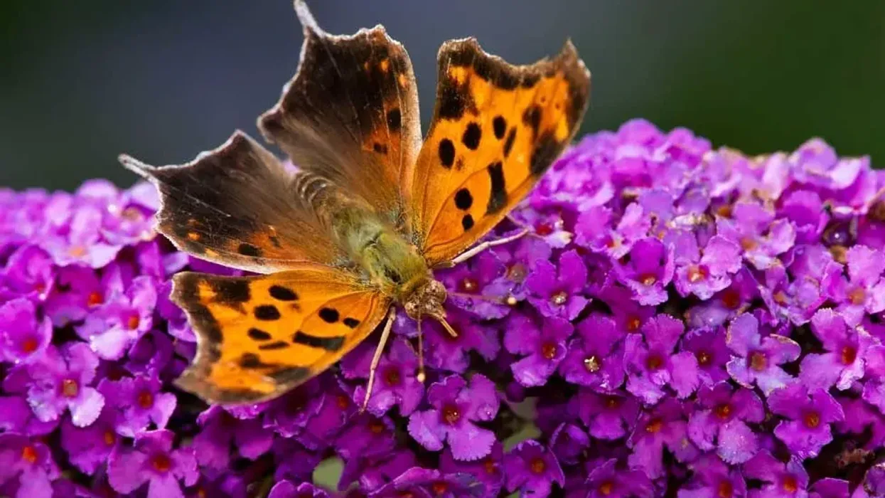 Read these question mark butterfly facts about this amazing butterfly