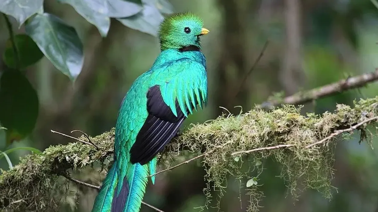 Read these quetzal facts to learn more about this stunning bird.