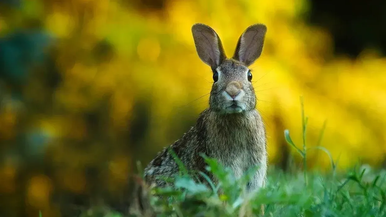Read these rabbit facts to know more about these social creatures