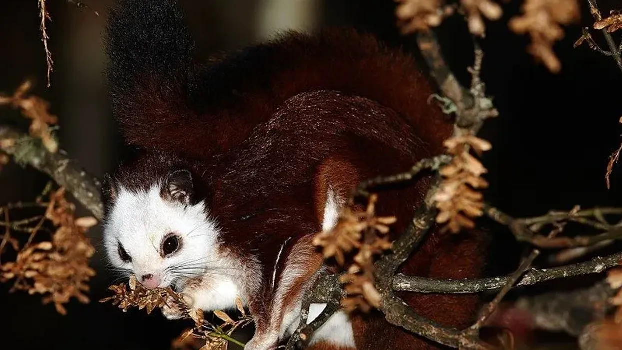 Read these Red and White Giant Flying Squirrel facts to learn all about this unique animal.