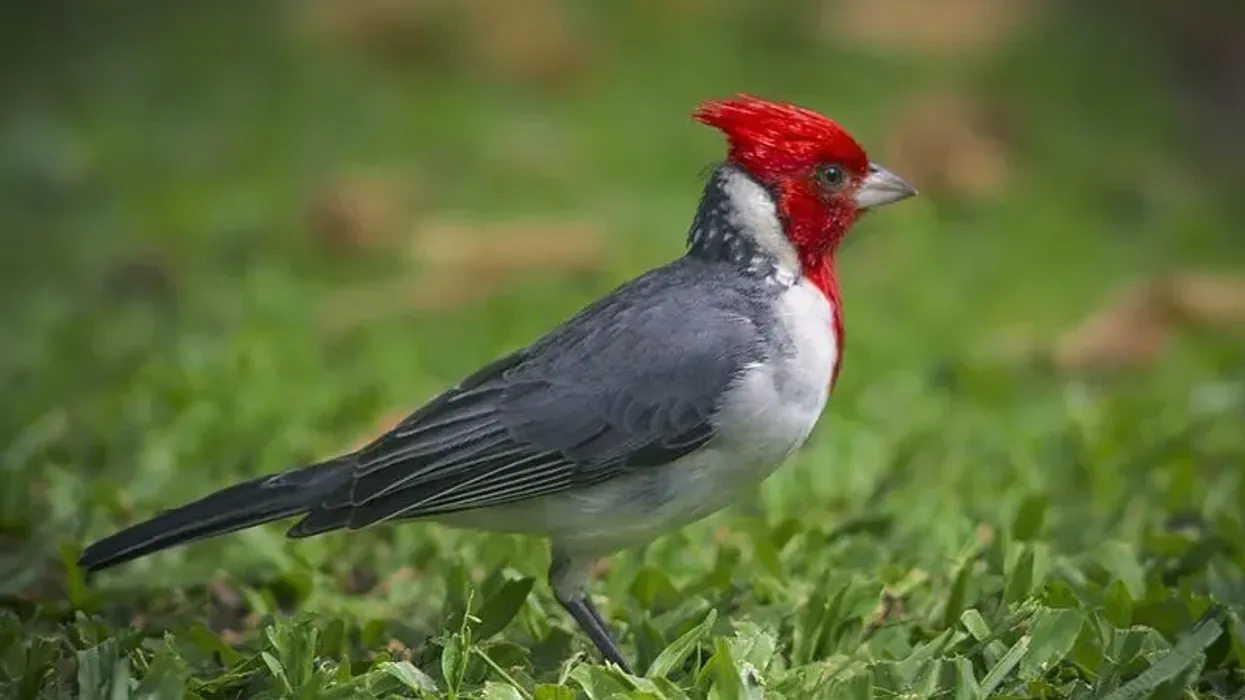 Read these red-crested cardinal facts about the bird that is native to Brazil, Argentina, Paraguay, Uruguay, and Bolivia