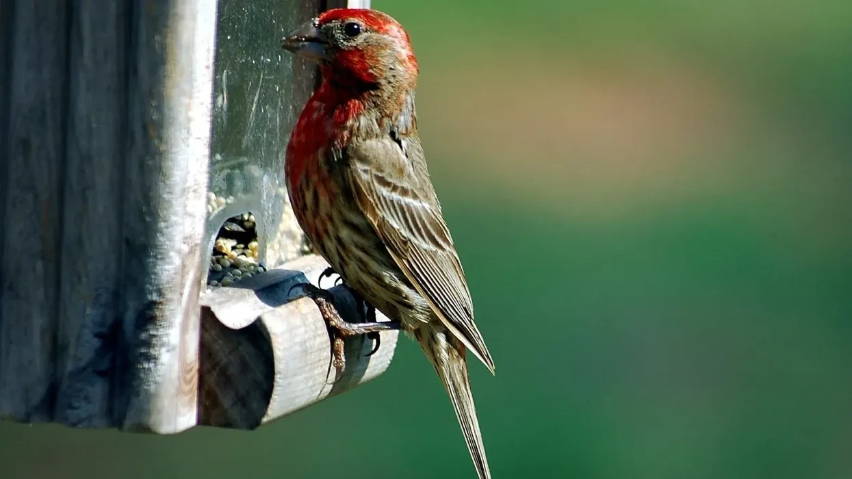 Read these red-headed finch facts about these birds, also called the house finch, paradise finch, and red-headed weaver.