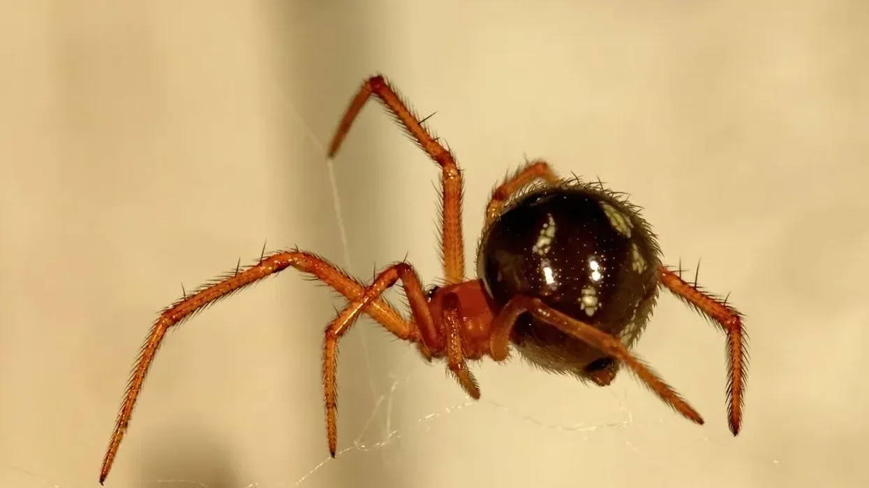 Read these red house spider facts about this spider that lives only on a liquid diet.