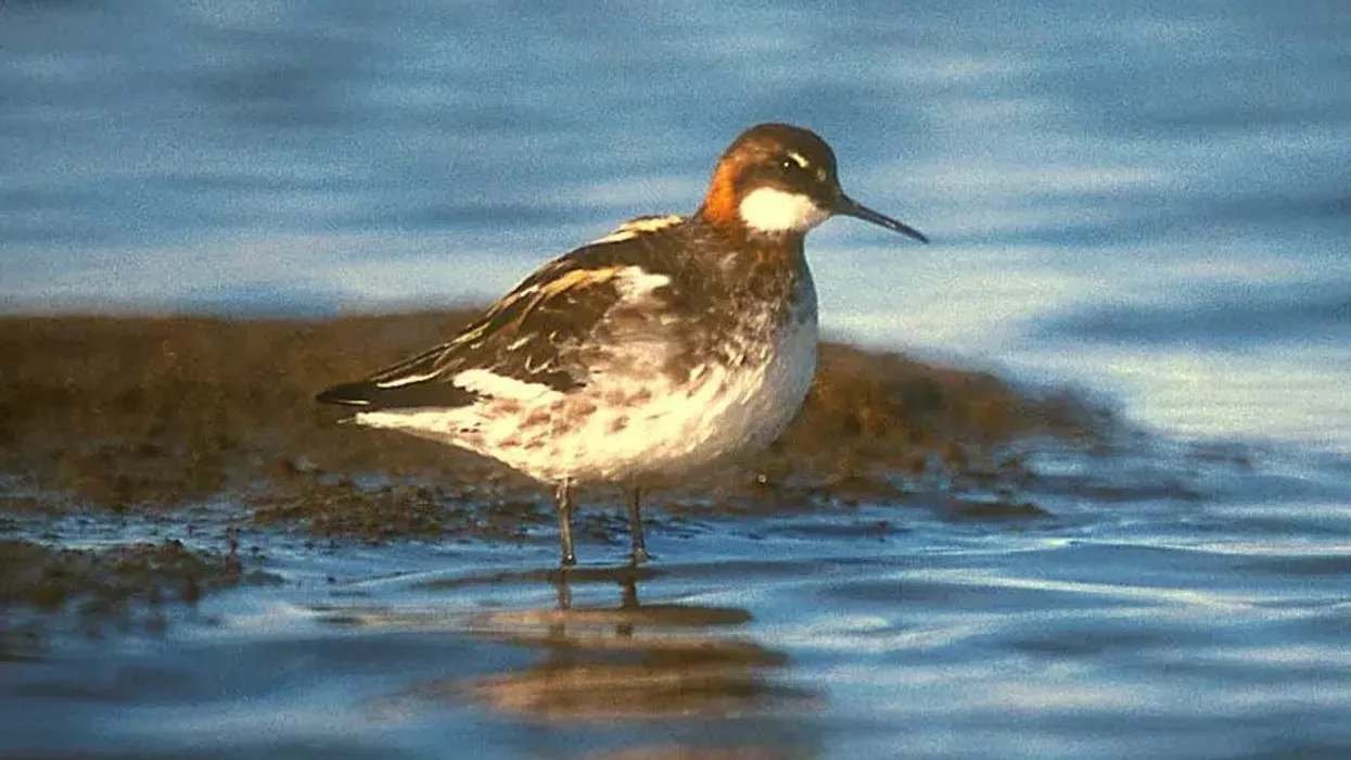 Read these Red-necked Phalarope facts to know more about this bird.