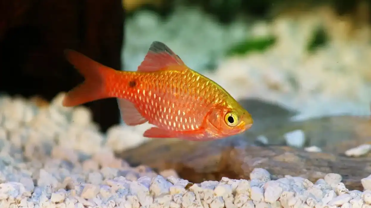 Read these rosy barb facts about this beautiful freshwater fish found in South Asian countries.