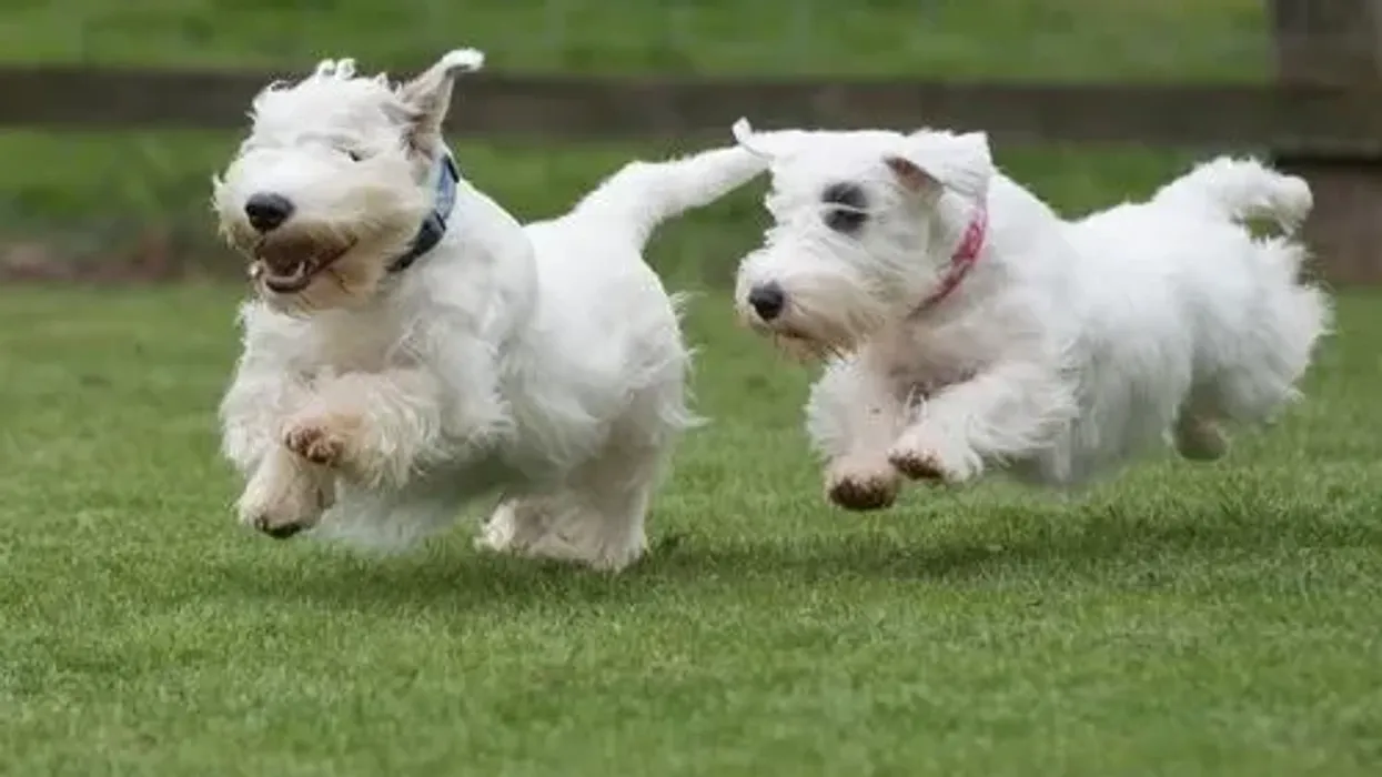 Read these Sealyham Terrier facts to learn more about this show dog.