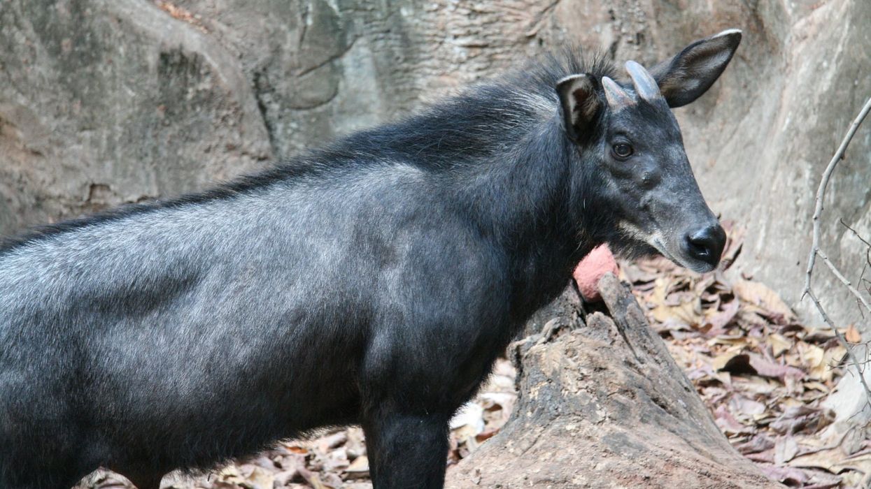 Read these serow facts to learn more about this mammal that is considered to be the national symbol of Japan.