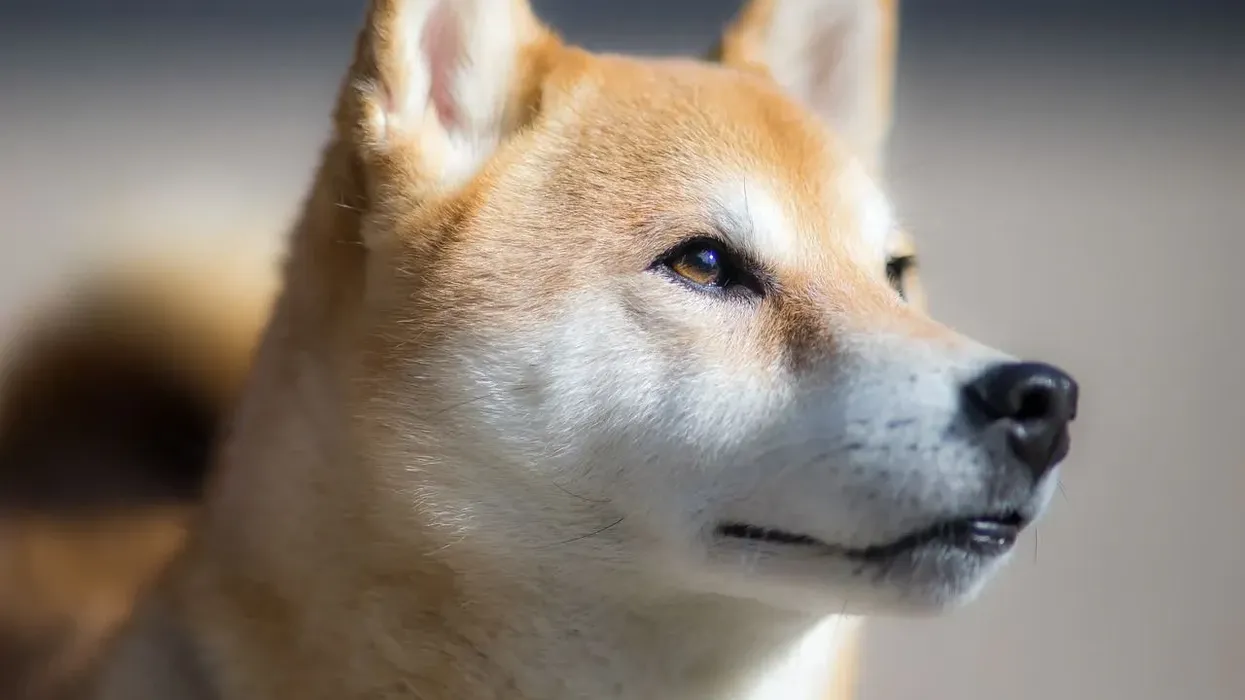 Read these Shiba Inu facts to find about this good natured dog from Japan.