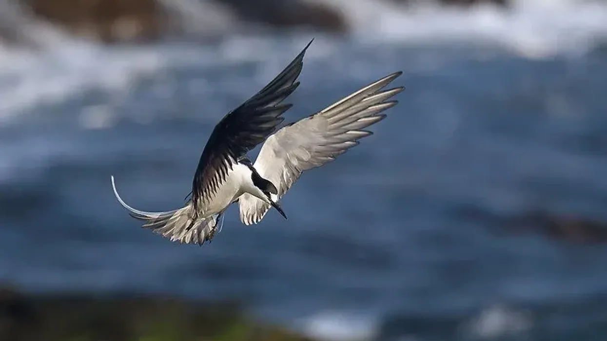 Read these Sooty Tern facts to know more about this bird.