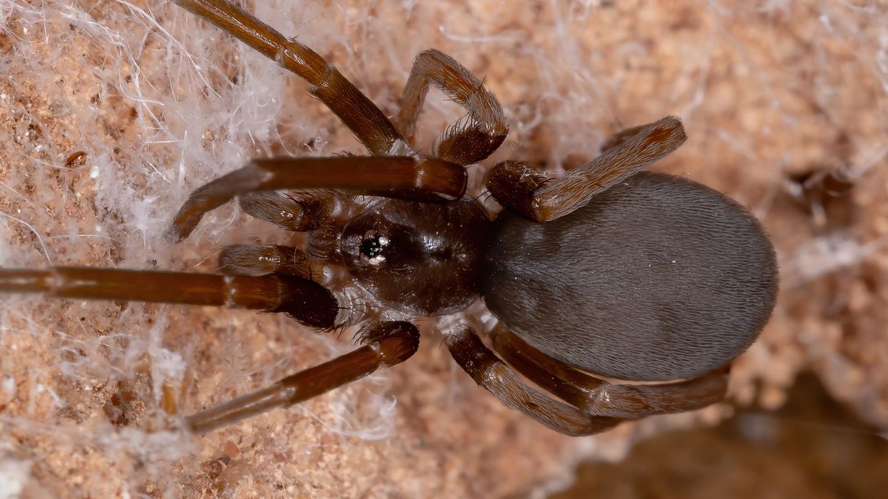 Read these southern house spider facts to learn more about these spiders