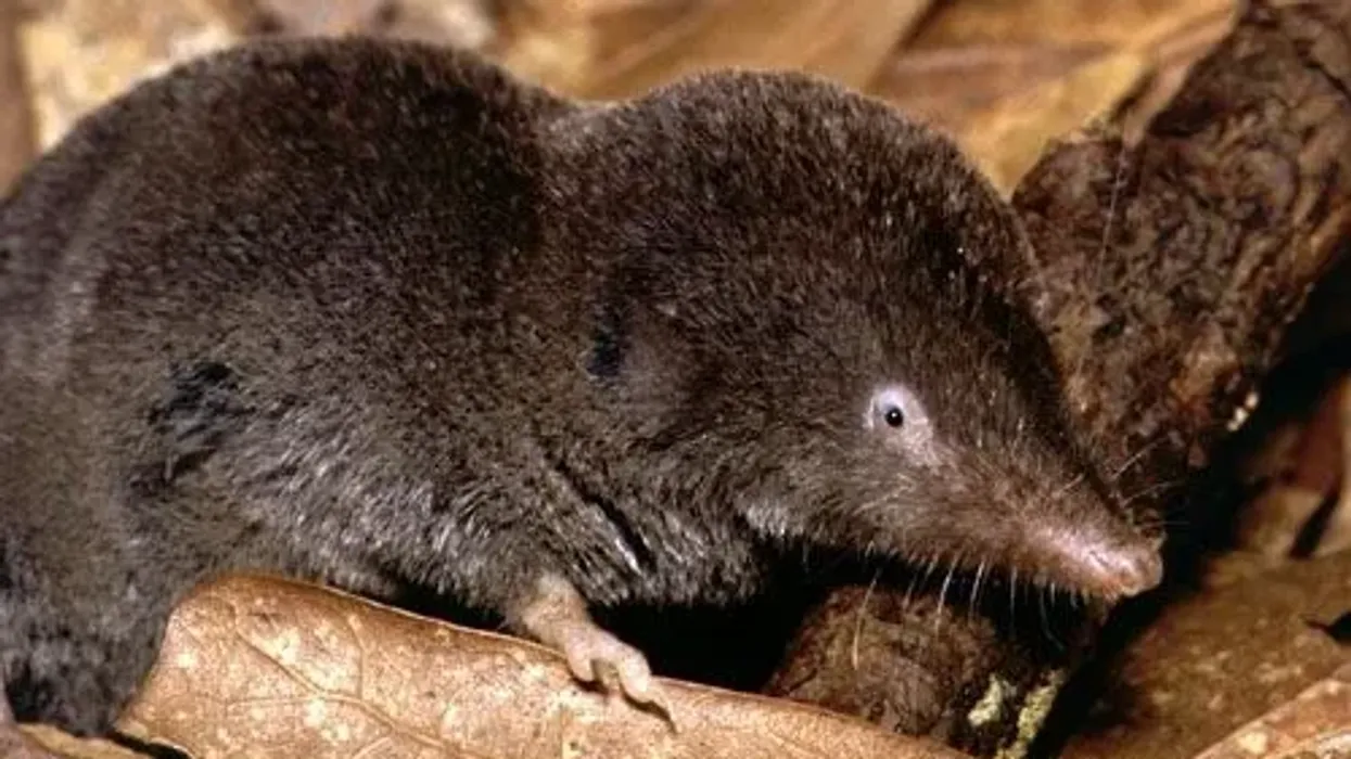 'Read these Southern Short-tailed Shrew facts to know more about this shrew.'