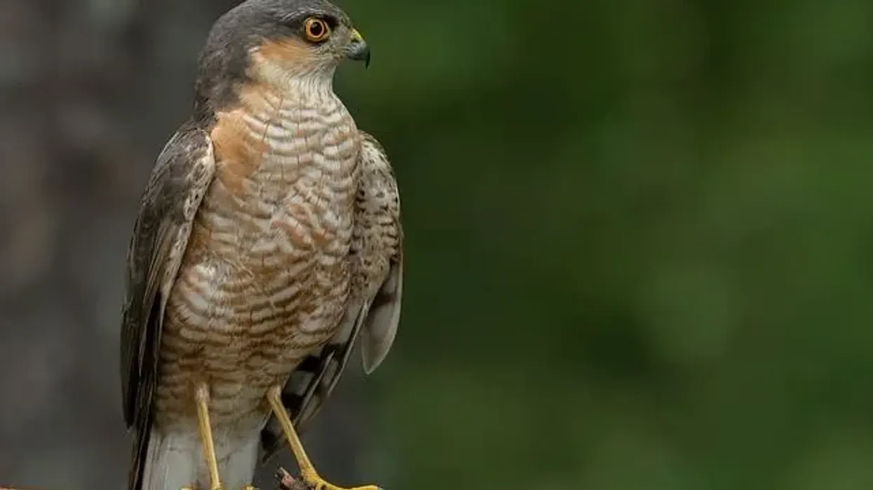 Read these sparrowhawk facts to learn about this bird of prey.