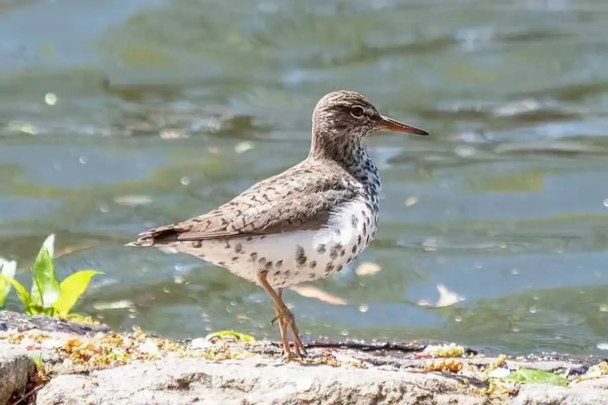 Read these spotted sandpiper facts about an interesting bird species.
