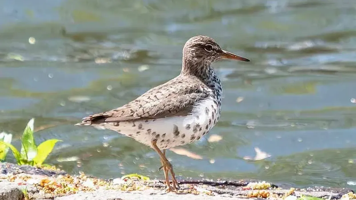 Read these spotted sandpiper facts about an interesting bird species.