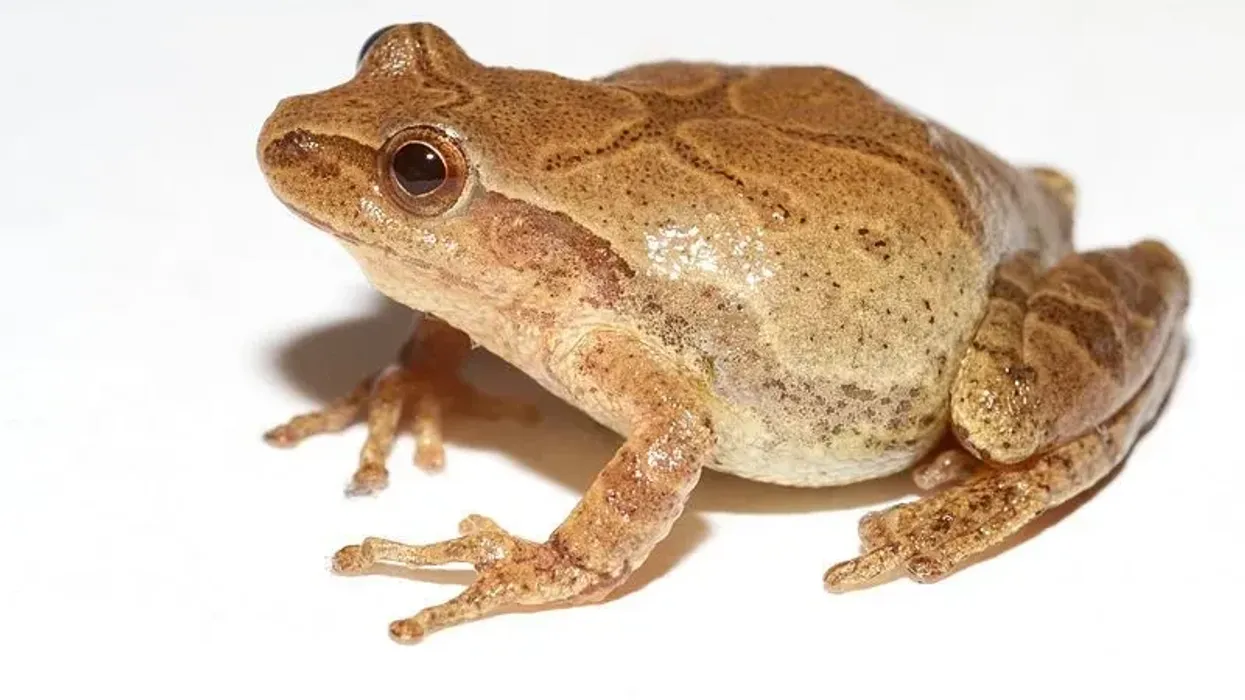 Read these Spring Peeper facts to know more about this frog.
