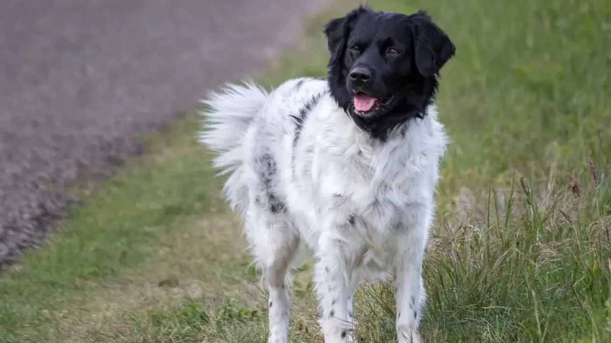 Read these Stabyhoun facts to learn more about this dog breed