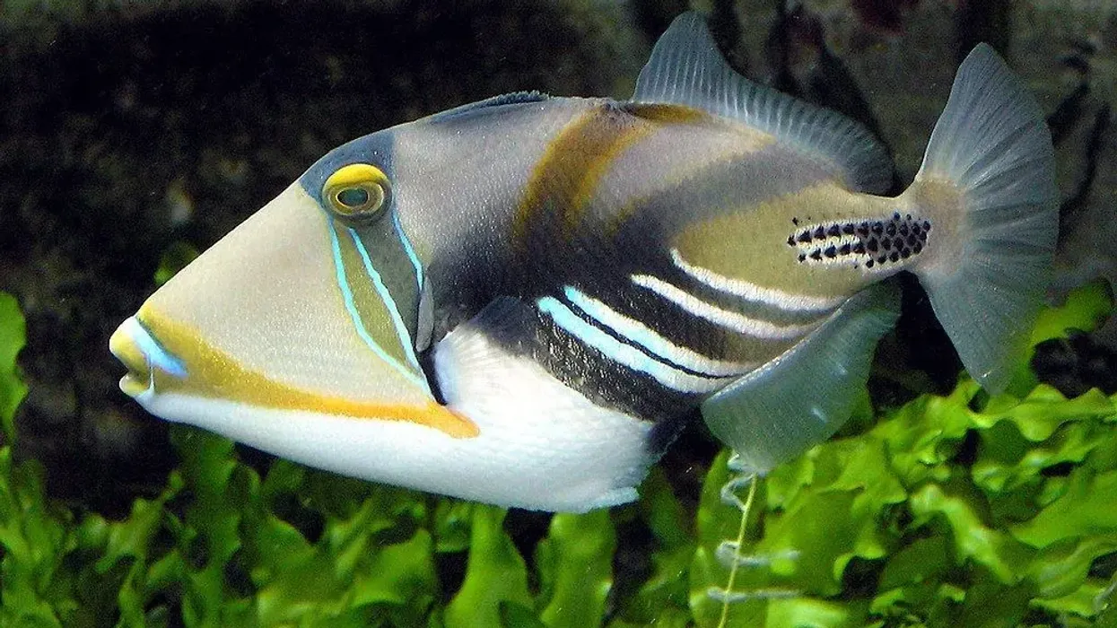 Read these starry triggerfish facts to learn more about this marine carnivore fish from the Indo-West Pacific Ocean.