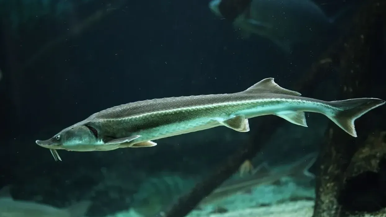 Read these sterlet sturgeon facts for kids that you are sure to love.