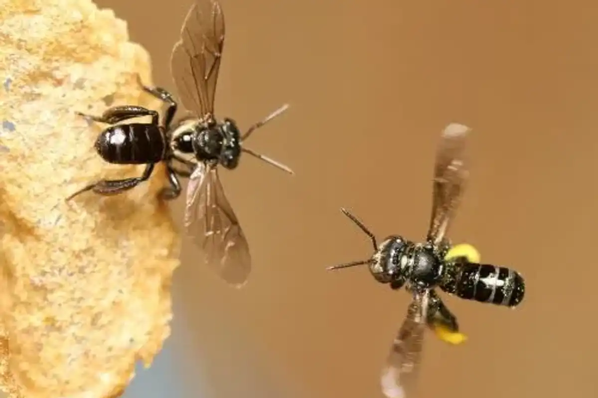 Read these stingless bees facts to learn how many eggs they can lay in a day.