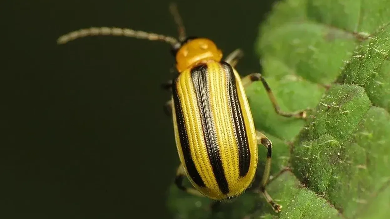 Read these striped cucumber beetle facts about these insects that stay away from plants that have onions planted in rows next to them, masking their odor
