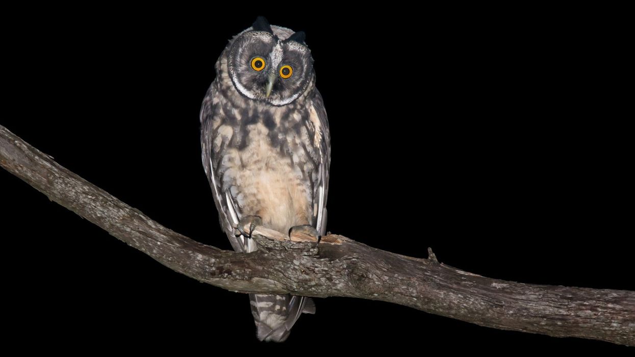 Read these Stygian owl facts where the word 'Stygian' means related to the river Styx