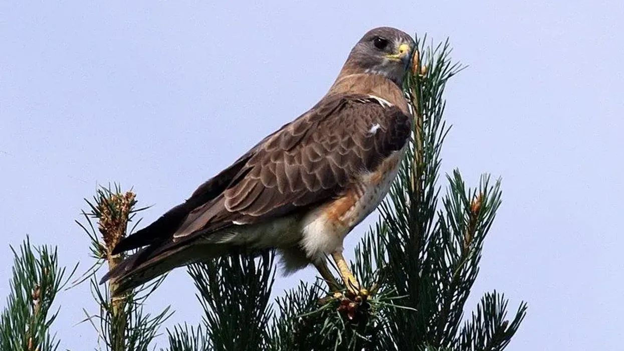 Read these Swainson's Hawk facts to know more about these birds.
