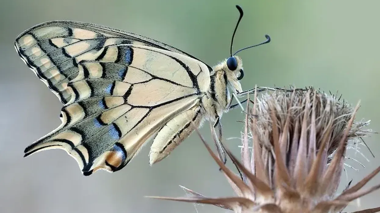 Read these Swallowtail facts to know more about this insect.