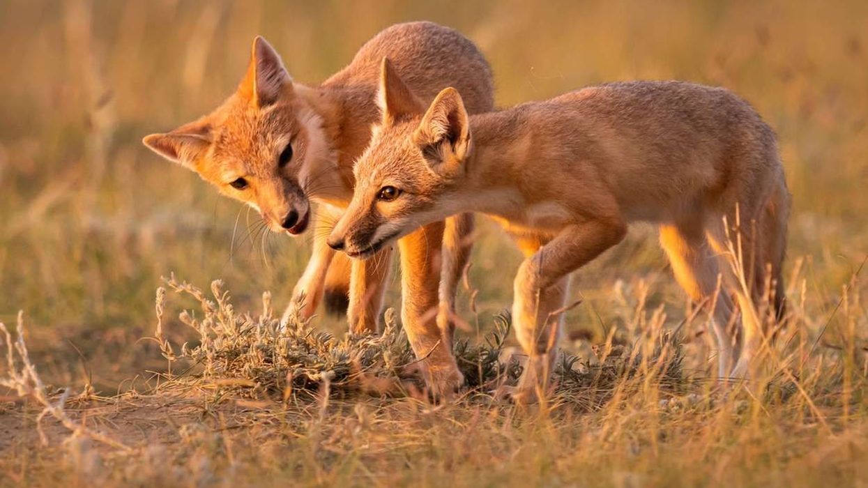 Read these Swift Fox facts to learn more about this fox.