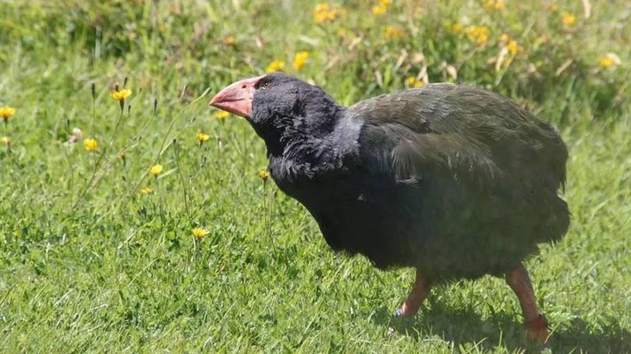 Read these Takahe facts to learn more about these large-sized chicken-sized birds.