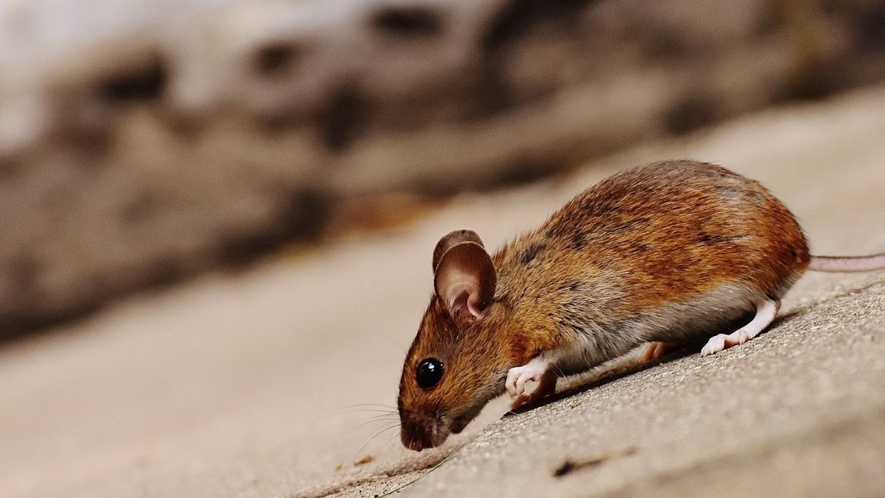 Read these Tanesumi rat facts to learn about this species.