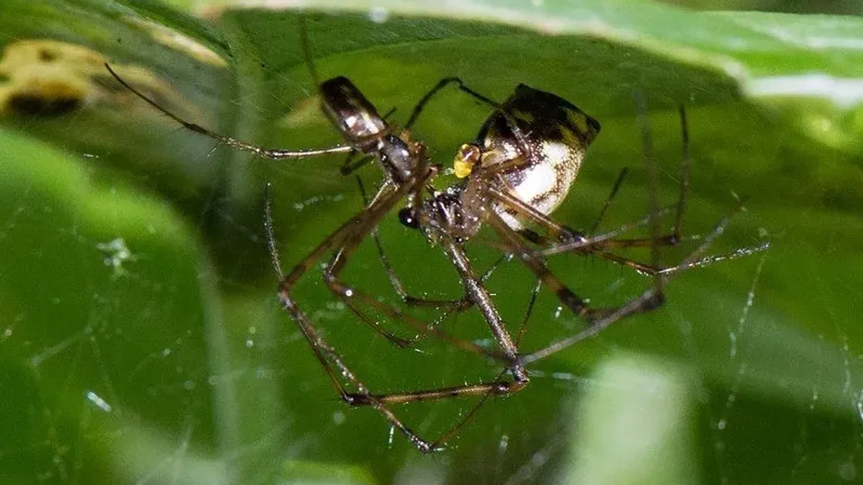 Read these tangle web spider facts to learn more about this spider.