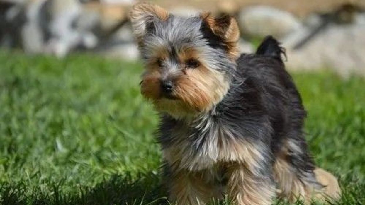 Read these Teacup Yorkie facts to learn more about these tiny dogs.