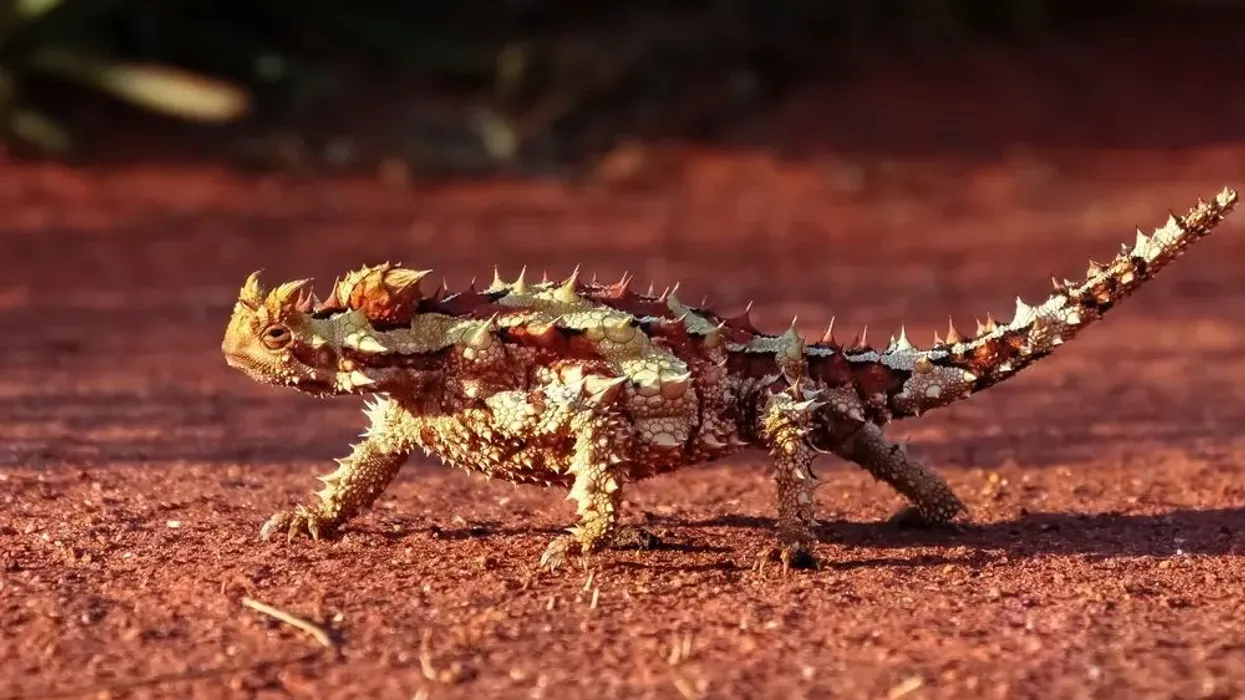 Read these thorny devil facts to know more about this reptile.