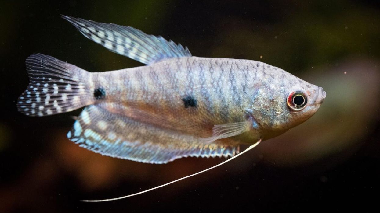 Read these Three Spot Gourami facts to learn more about this fish.