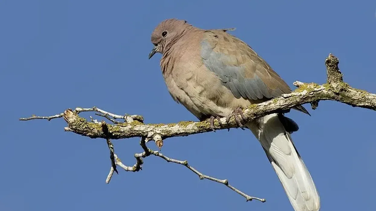 Read these thrilling and interesting Tawaitawi brown-dove facts.