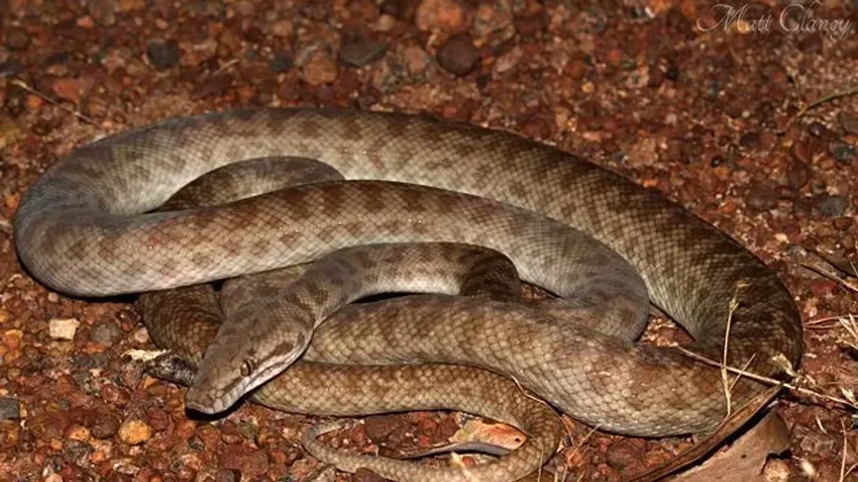 Read these uber-fun children's python facts about this amazing reptile.
