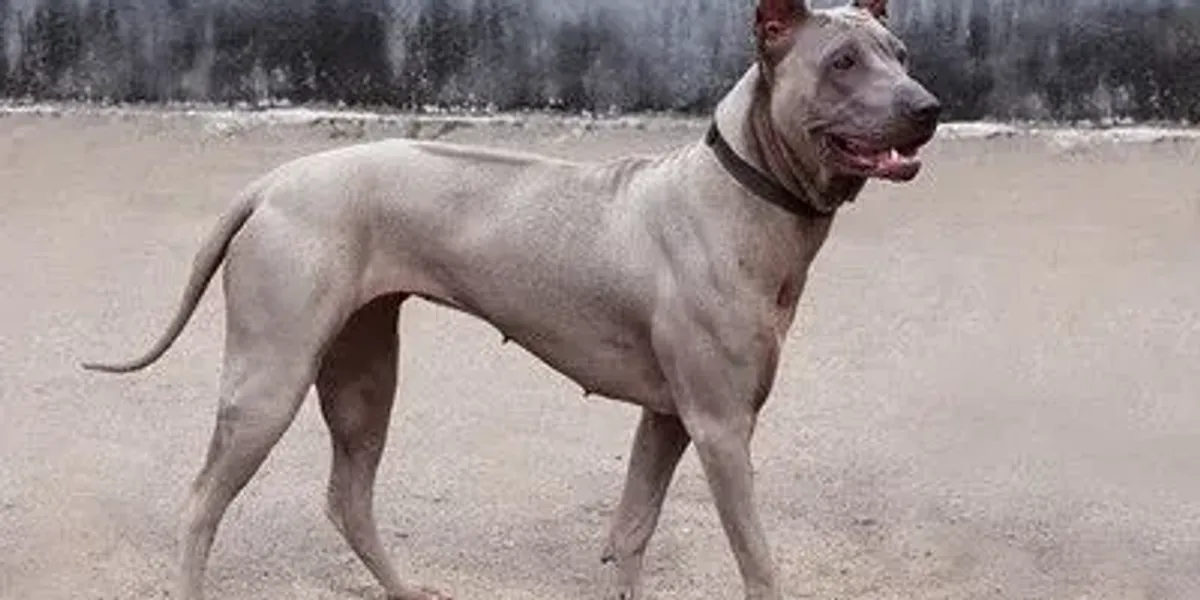 Fun Thai Ridgeback Facts For Kids | Kidadl