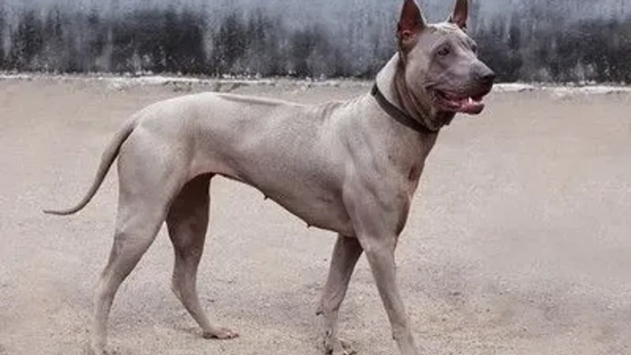 Read these unique Thai Ridgeback facts like how they prey on cats, rats, and cobras.