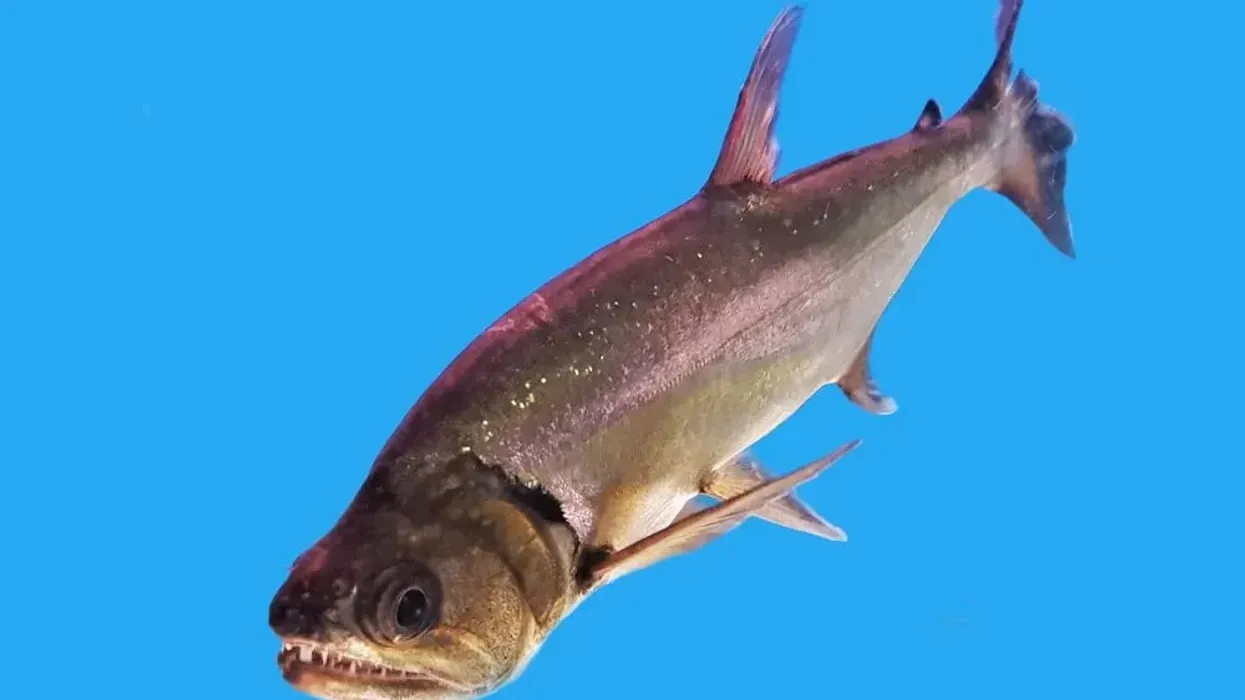 Read these vampire fish facts about these fangy fishes! 