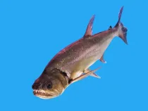 Read these vampire fish facts about these fangy fishes!